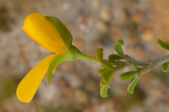 Argyrolobium pachyphyllum