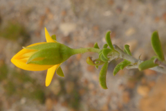 Argyrolobium pachyphyllum