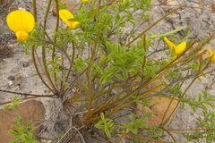 Argyrolobium pachyphyllum