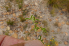 Argyrolobium pachyphyllum