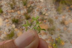 Argyrolobium pachyphyllum