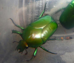 Ischiopsopha erratica