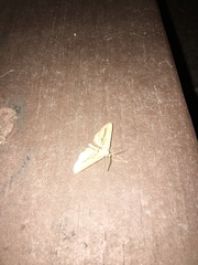 Holochroa dissociarius