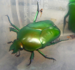 Ischiopsopha erratica