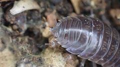 Porcellio gallicus