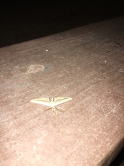 Holochroa dissociarius