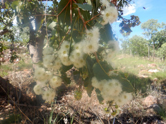 Corymbia ferruginea