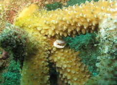 Tetralia glaberrima
