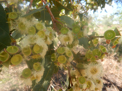 Corymbia ferruginea