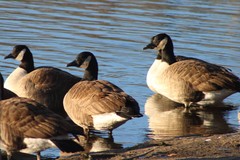 Branta canadensis