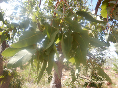 Corymbia ferruginea