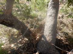 Corymbia ferruginea