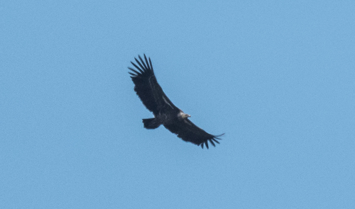 Rüppell's Griffon
