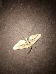 Holochroa dissociarius