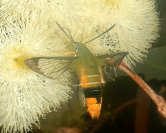 Cephonodes kingii