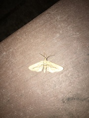 Holochroa dissociarius