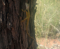 Diporiphora magna