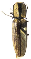 Chalcolepis splendidus