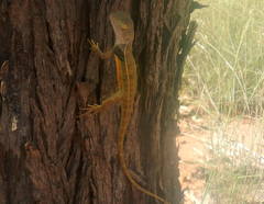 Diporiphora magna