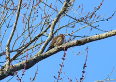 Colaptes auratus