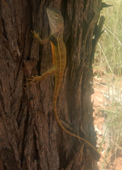 Diporiphora magna
