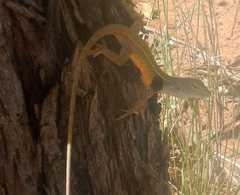 Diporiphora magna