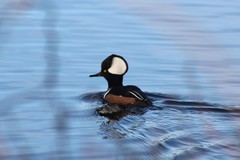 Lophodytes cucullatus