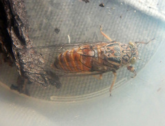Pauropsalta