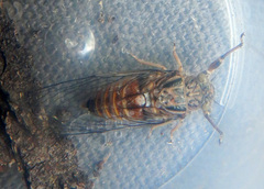 Pauropsalta