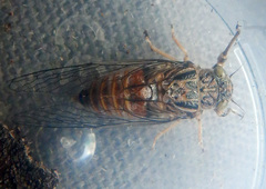 Pauropsalta