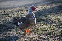 Cairina moschata domestica