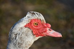Cairina moschata domestica