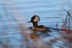 Lophodytes cucullatus