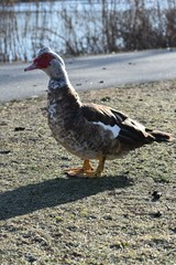 Cairina moschata domestica