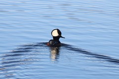Lophodytes cucullatus