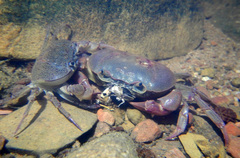 Austrothelphusa transversa