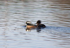Lophodytes cucullatus