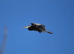 Ardea herodias