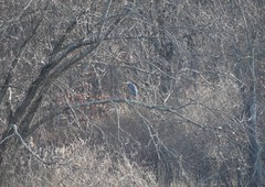 Ardea herodias