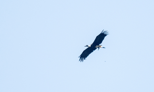 African Woolly-necked Stork