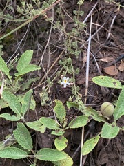 Jamesbrittenia filicaulis