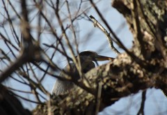 Ardea herodias