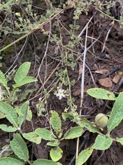 Jamesbrittenia filicaulis