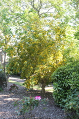 Azara serrata