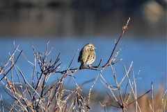 Melospiza melodia