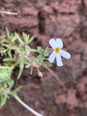 Jamesbrittenia filicaulis