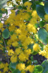 Azara serrata