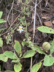 Jamesbrittenia filicaulis