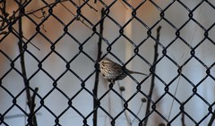 Melospiza melodia