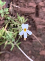 Jamesbrittenia filicaulis